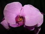 Phalaenopsis6 Orchids - Phalaenopsis
